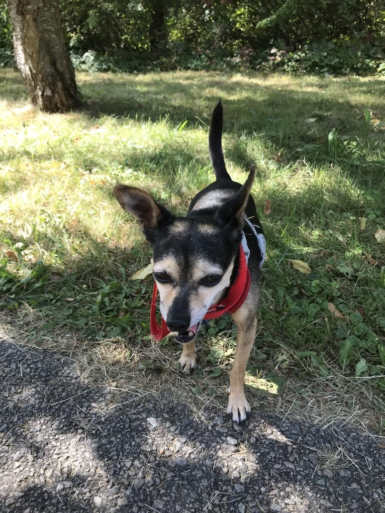 Jonathan Peanutbutter, a Chihuahua and Rat Terrier mix tested with EmbarkVet.com