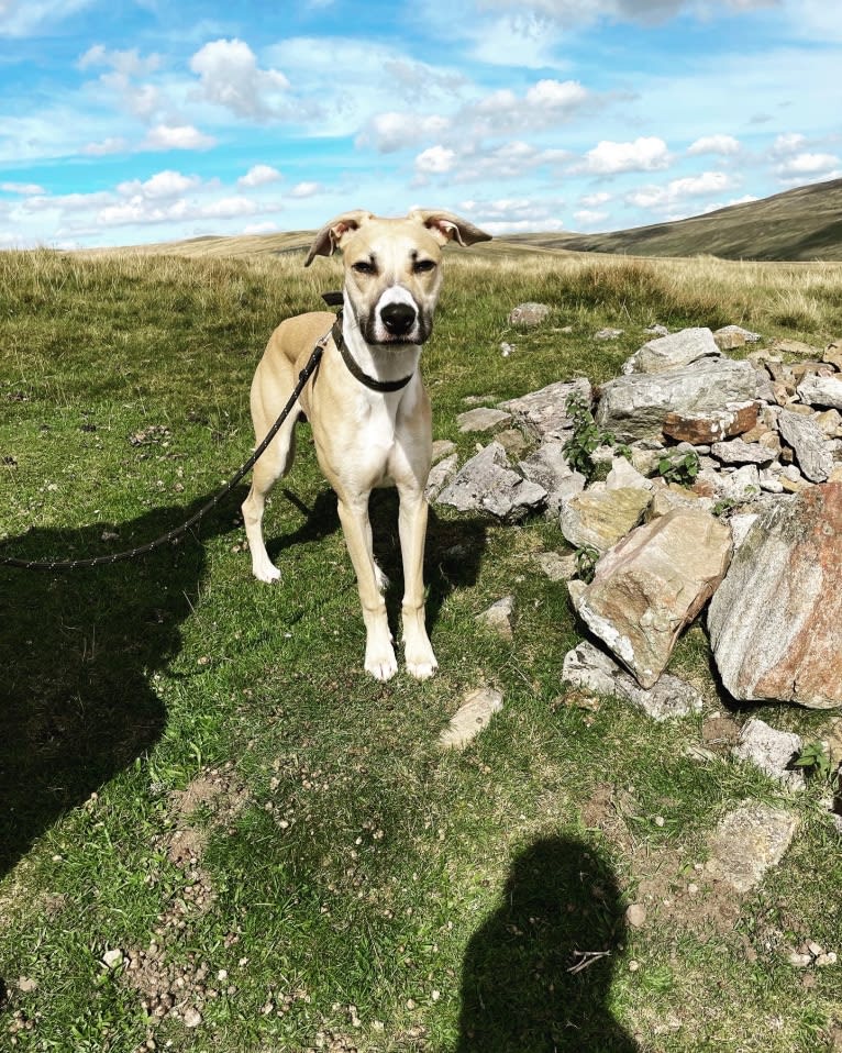 Sebastian, a Greyhound and American Pit Bull Terrier mix tested with EmbarkVet.com