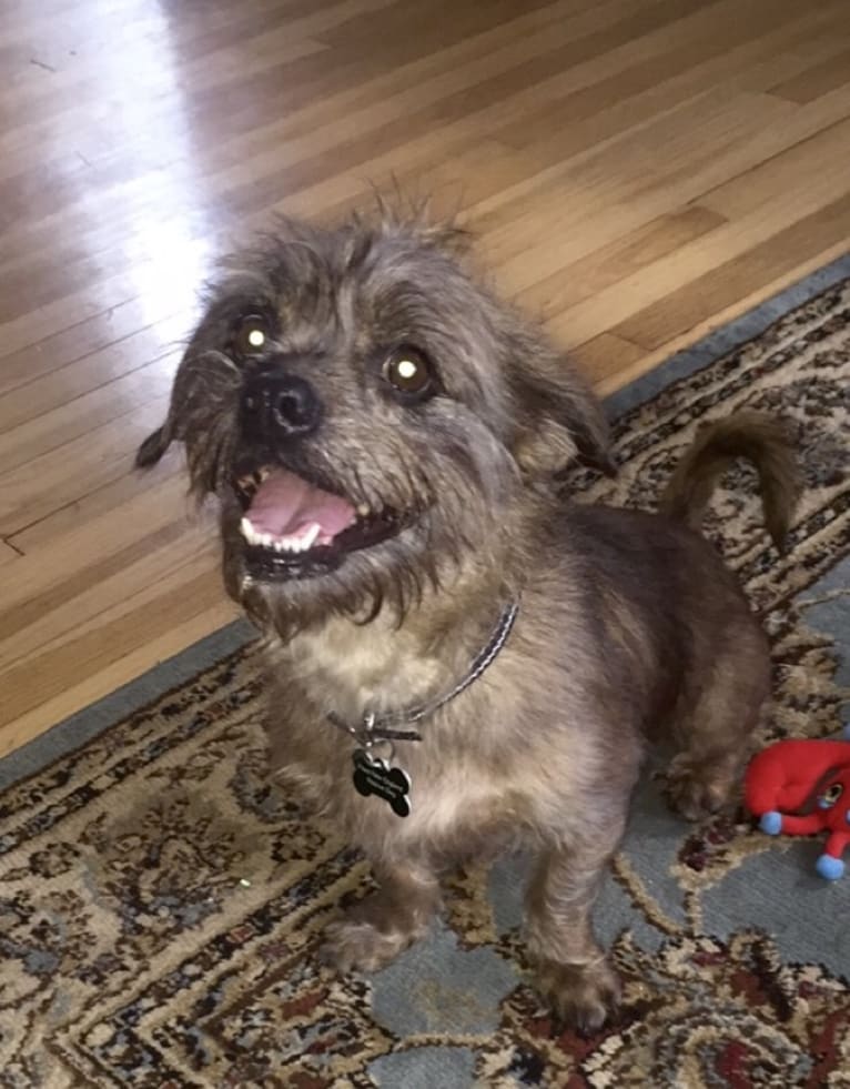 Bucky, a Lhasa Apso and Rat Terrier mix tested with EmbarkVet.com