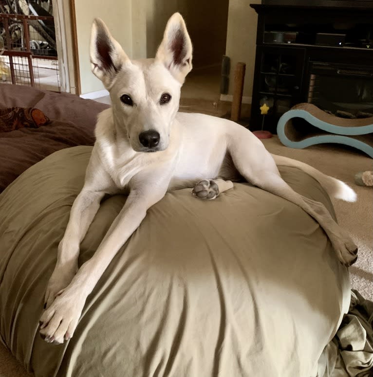 Chester, a Siberian Husky and American Pit Bull Terrier mix tested with EmbarkVet.com