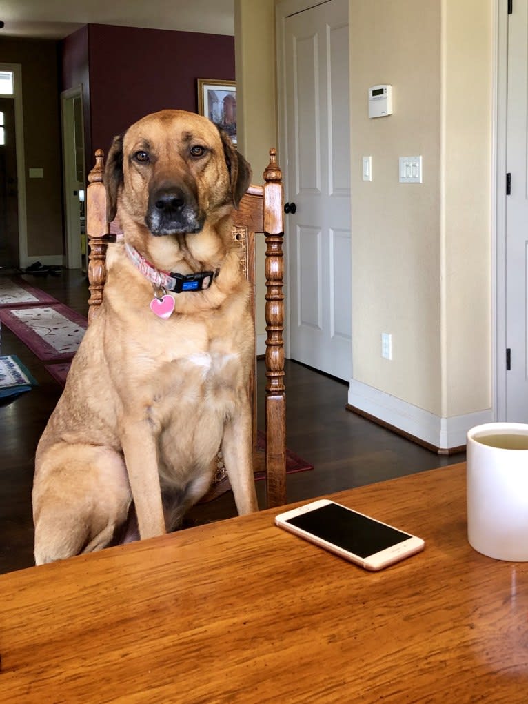 Sansa, a Labrador Retriever and German Shepherd Dog mix tested with EmbarkVet.com