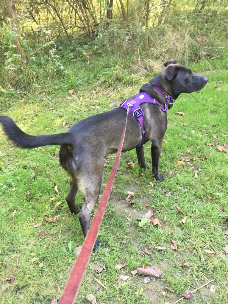 Luna, an American Pit Bull Terrier and Norwegian Elkhound mix tested with EmbarkVet.com