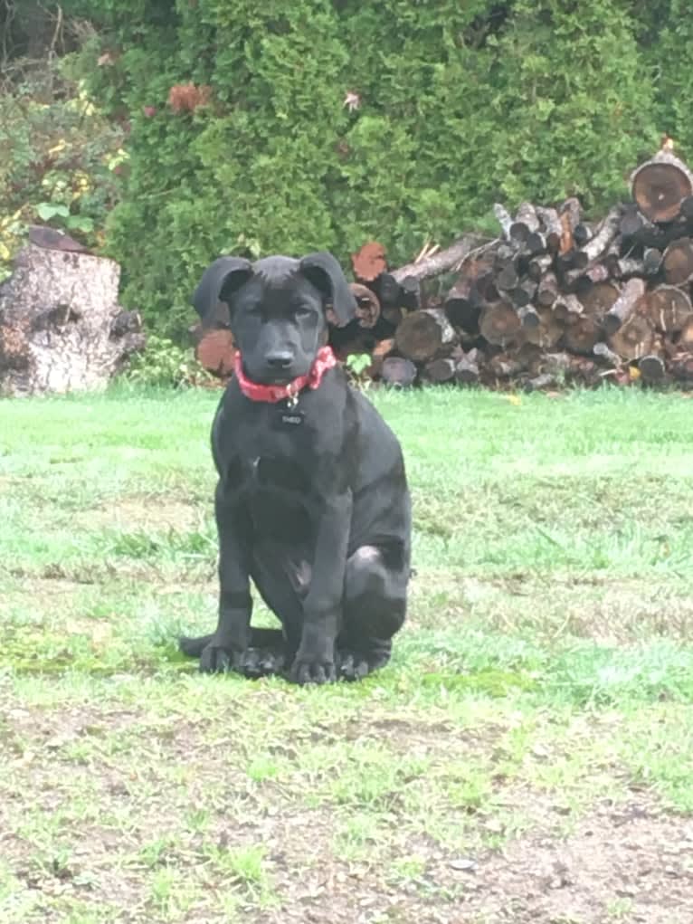 Theo, a Dalmatian and German Shepherd Dog mix tested with EmbarkVet.com