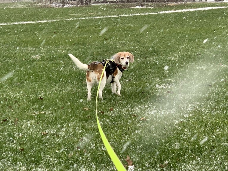 Zoey, a Beagle and Rat Terrier mix tested with EmbarkVet.com