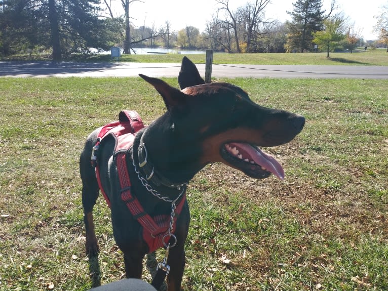 Sirus Lee Nitro, a Doberman Pinscher tested with EmbarkVet.com