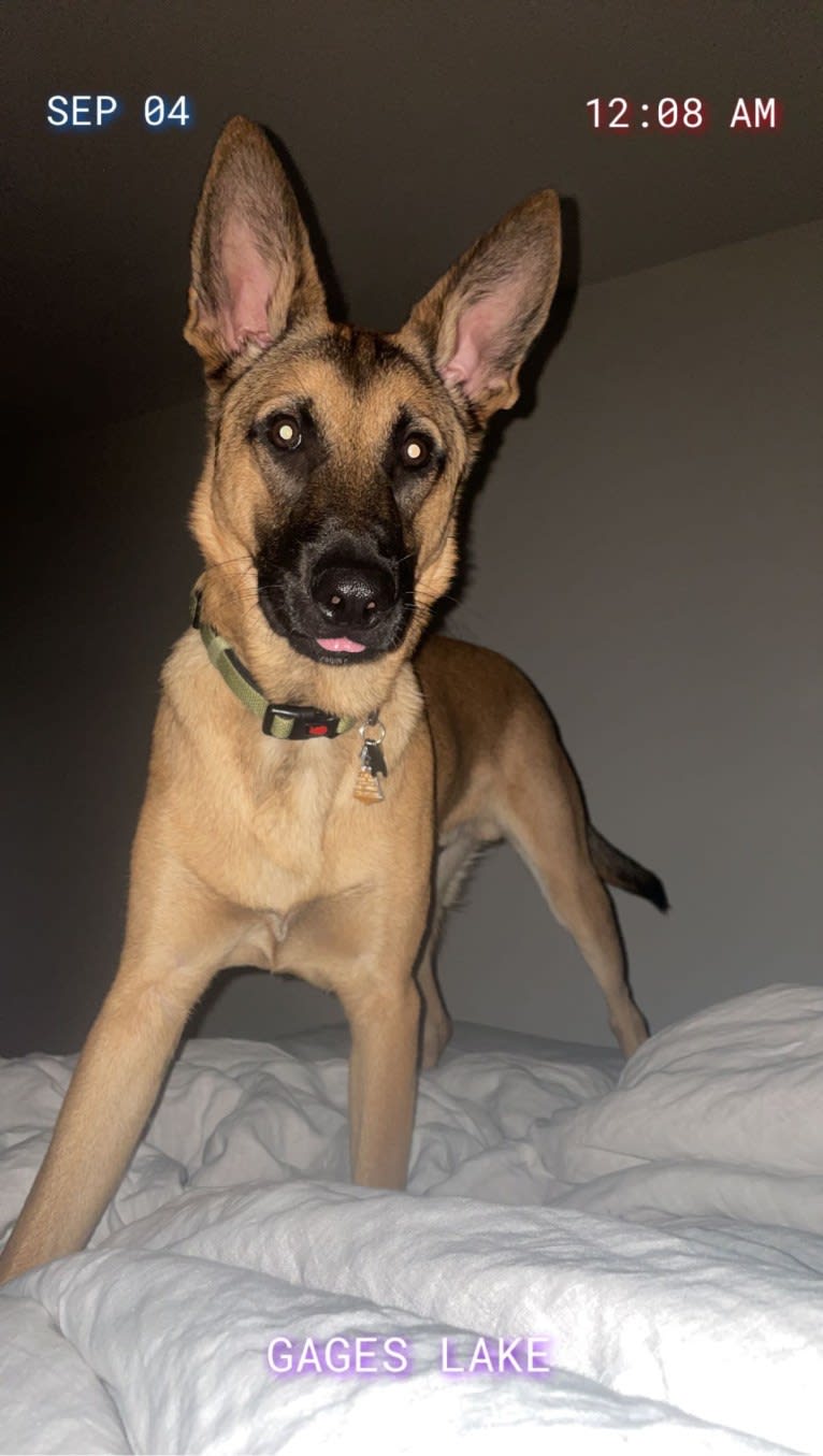 Ceder, a Belgian Malinois and German Shepherd Dog mix tested with EmbarkVet.com