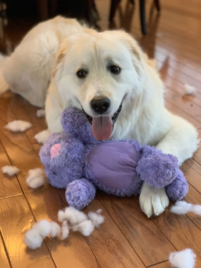 Lola, a Great Pyrenees and Rottweiler mix tested with EmbarkVet.com