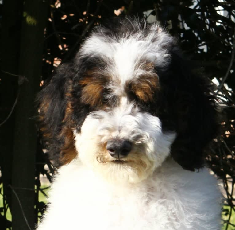 Utah, a Poodle (Standard) tested with EmbarkVet.com