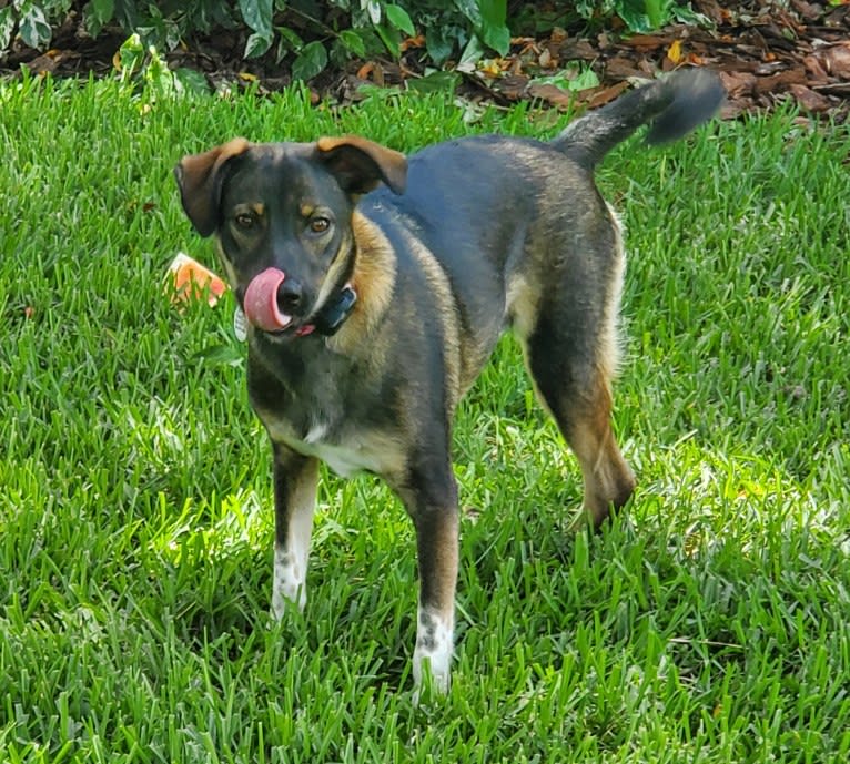 Chante, an American Village Dog tested with EmbarkVet.com
