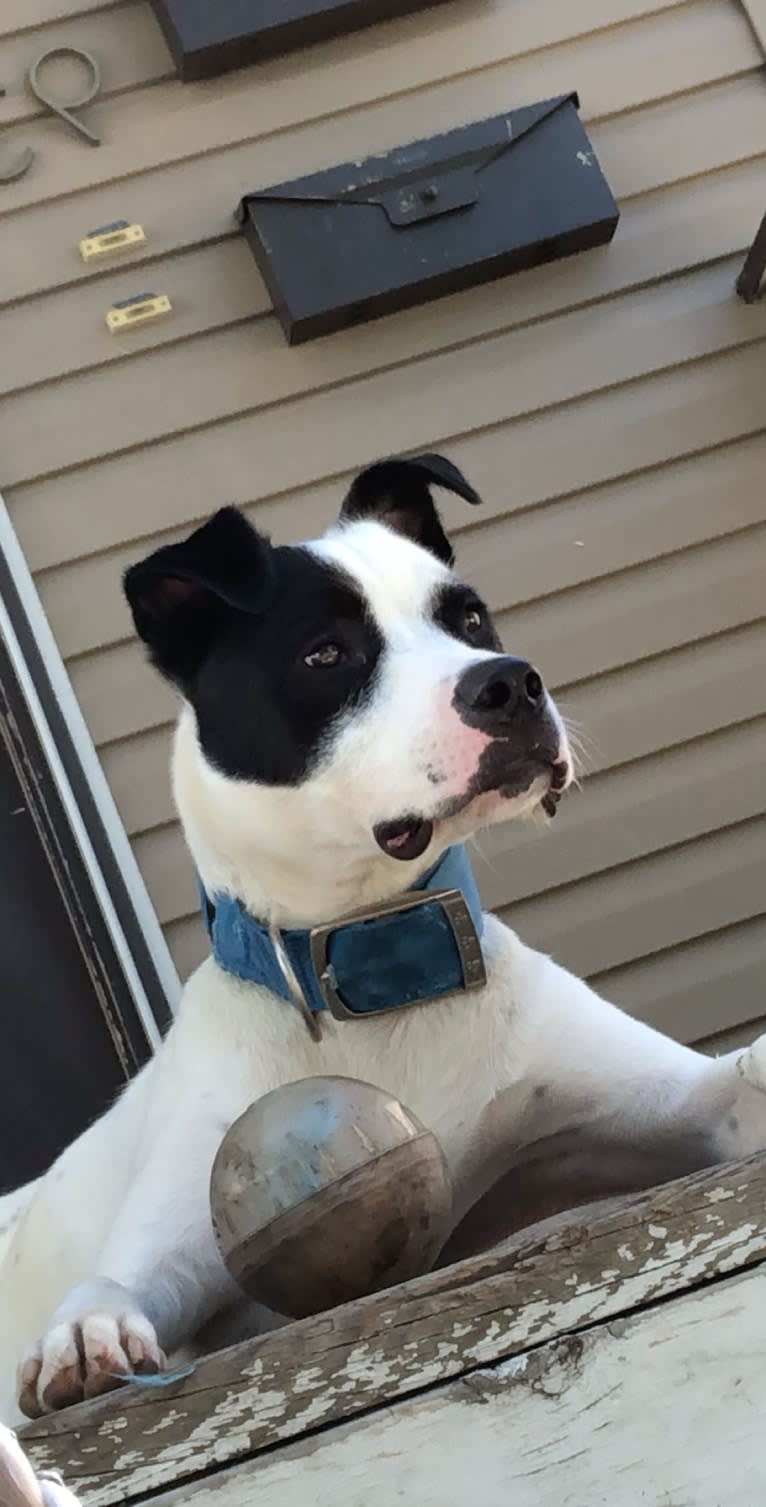 Wolfie, an American Pit Bull Terrier and Australian Shepherd mix tested with EmbarkVet.com