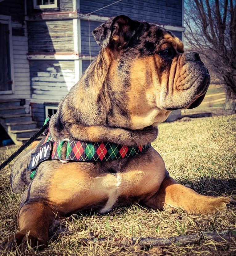 Vinny, an Olde English Bulldogge tested with EmbarkVet.com