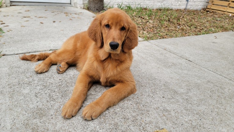 Maya, a Golden Retriever tested with EmbarkVet.com