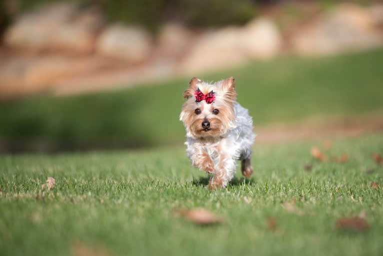 Lucy, a Yorkshire Terrier tested with EmbarkVet.com