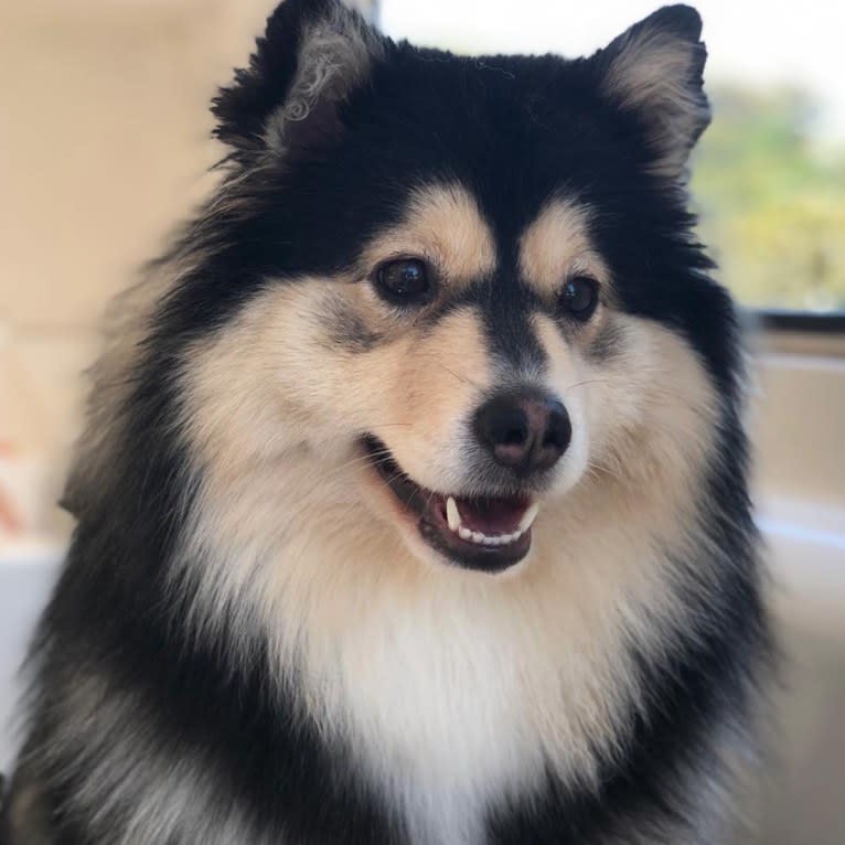 Leila, a Finnish Lapphund tested with EmbarkVet.com