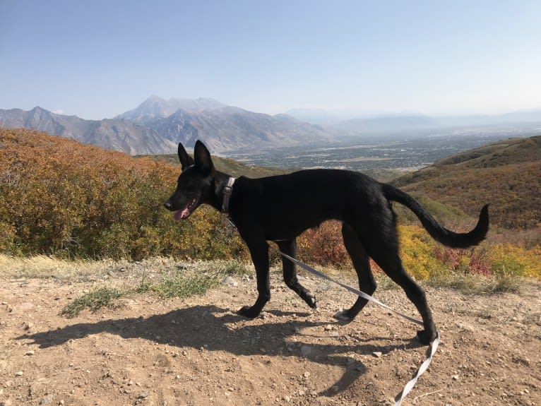 “Merla“ BCC Juniper, an Ibizan Hound and Alaskan Malamute mix tested with EmbarkVet.com