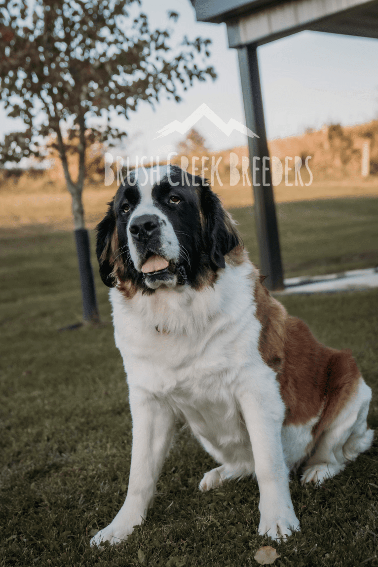 Sadie, a Saint Bernard tested with EmbarkVet.com