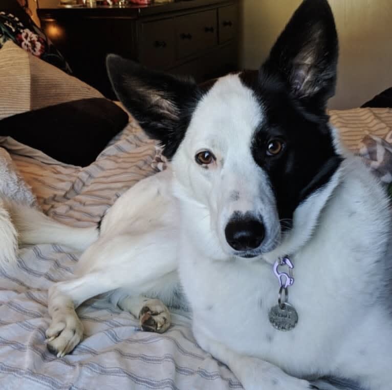 Scout, a German Shepherd Dog and Norwegian Elkhound mix tested with EmbarkVet.com