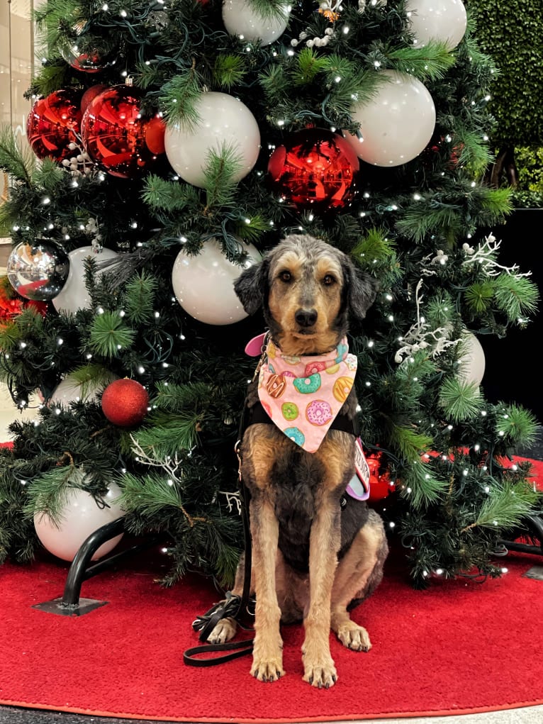 Hayley, an Aussiedoodle tested with EmbarkVet.com