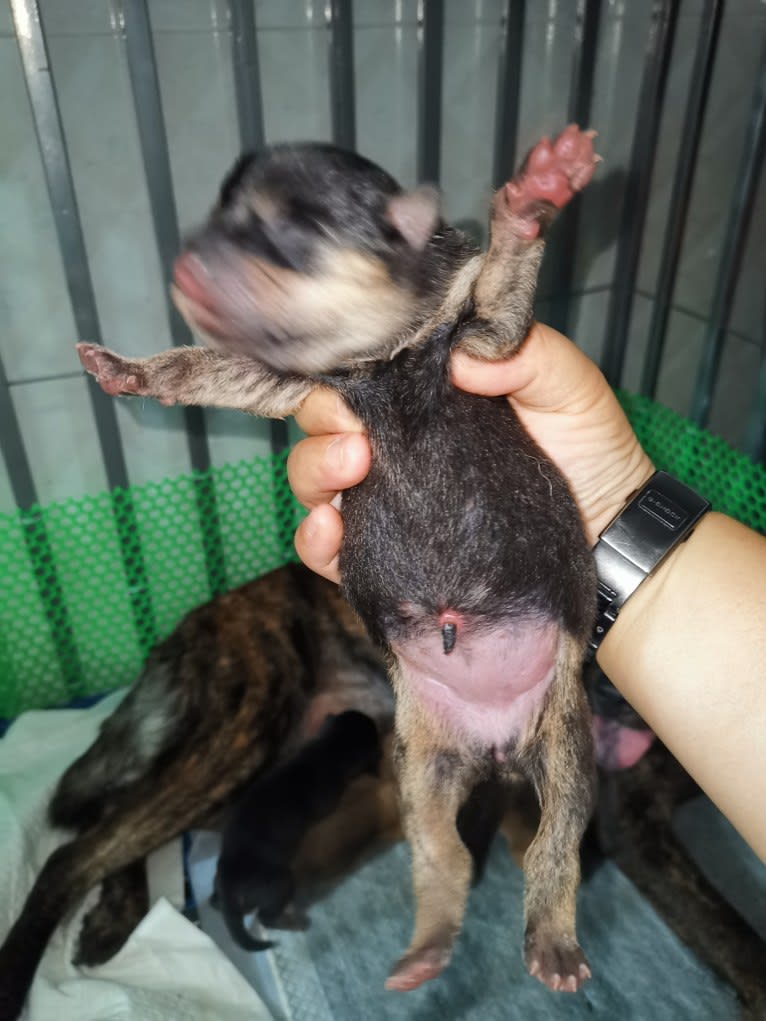 阿虎, a Vietnamese Village Dog tested with EmbarkVet.com