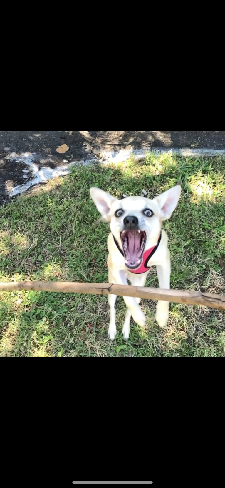 Sadie, a Chihuahua and Rat Terrier mix tested with EmbarkVet.com