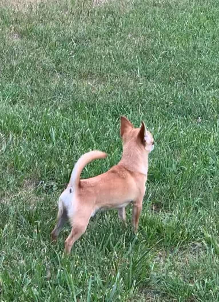 Photo of Bennett, a Chihuahua 