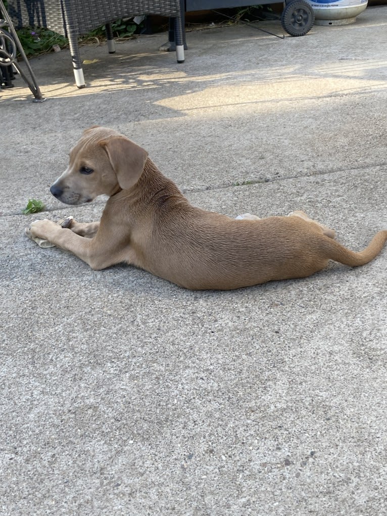 Lila, an American Pit Bull Terrier and Labrador Retriever mix tested with EmbarkVet.com