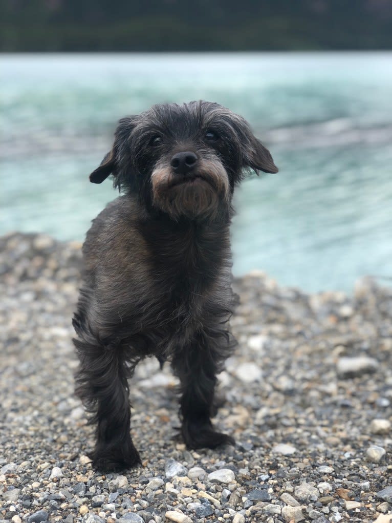 Toto, a Yorkshire Terrier and Dachshund mix tested with EmbarkVet.com