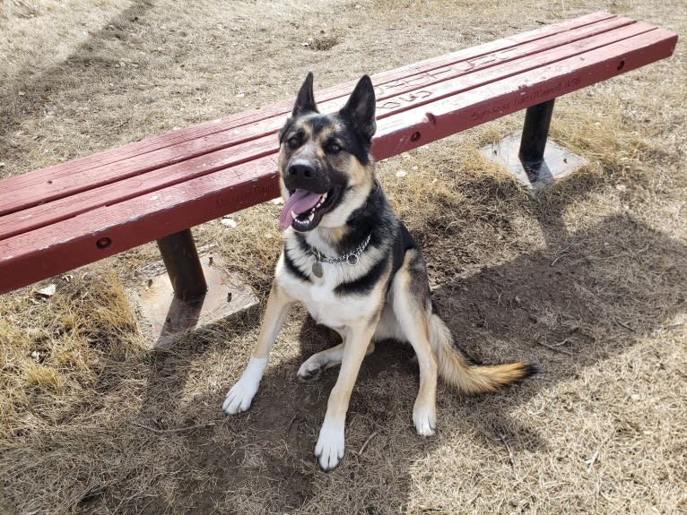 Percy, a German Shepherd Dog and Siberian Husky mix tested with EmbarkVet.com