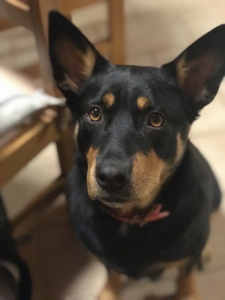 Billie Holiday, an Australian Kelpie tested with EmbarkVet.com
