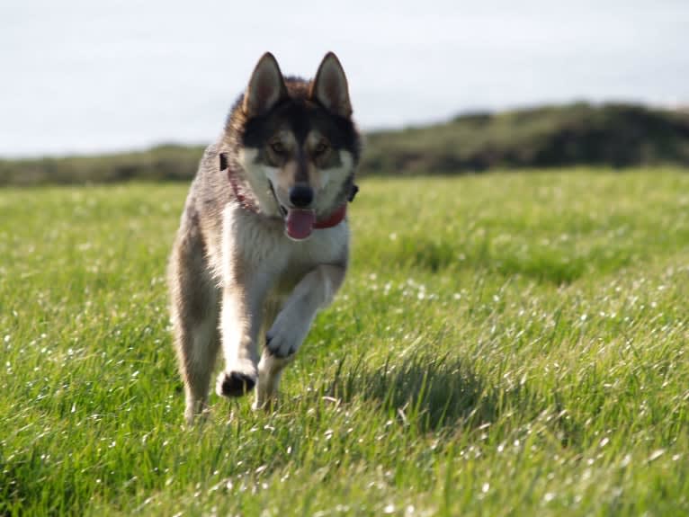 Kalen, a German Shepherd Dog and Siberian Husky mix tested with EmbarkVet.com