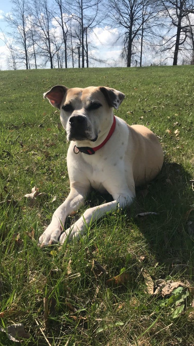 Kita Bonita, an American Bulldog and Chow Chow mix tested with EmbarkVet.com