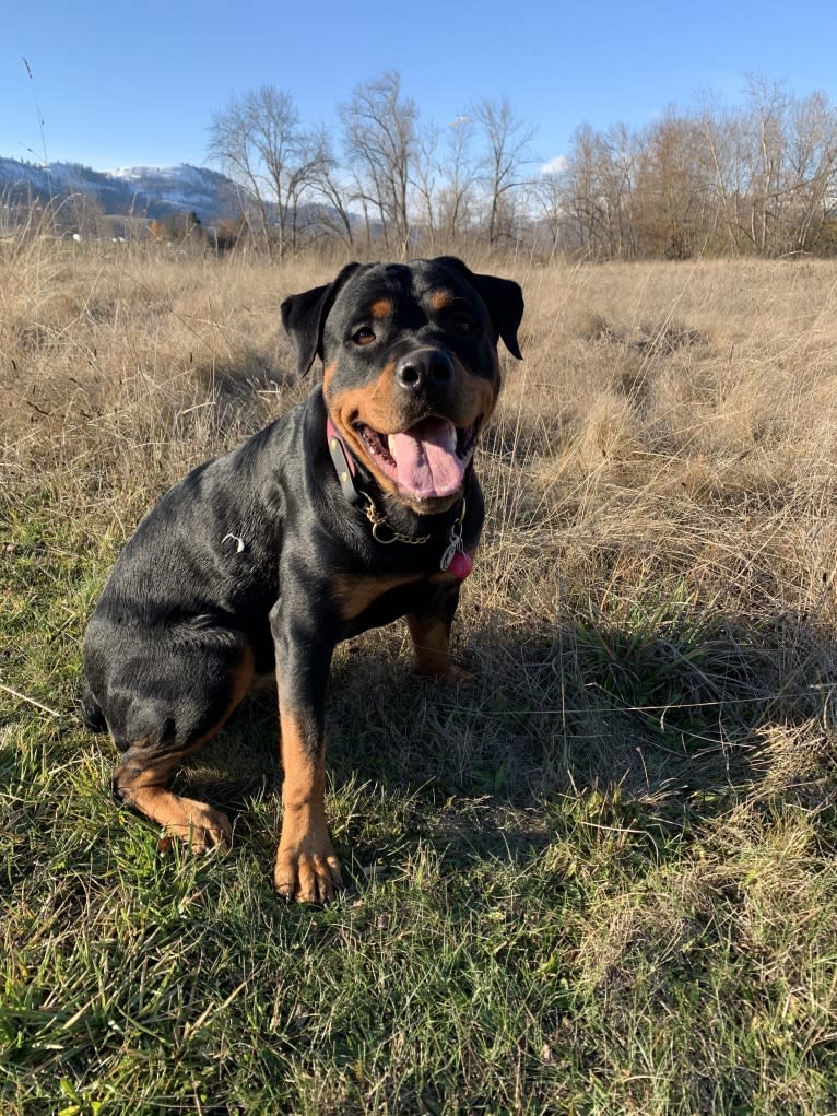 Daisy Mae, a Rottweiler tested with EmbarkVet.com