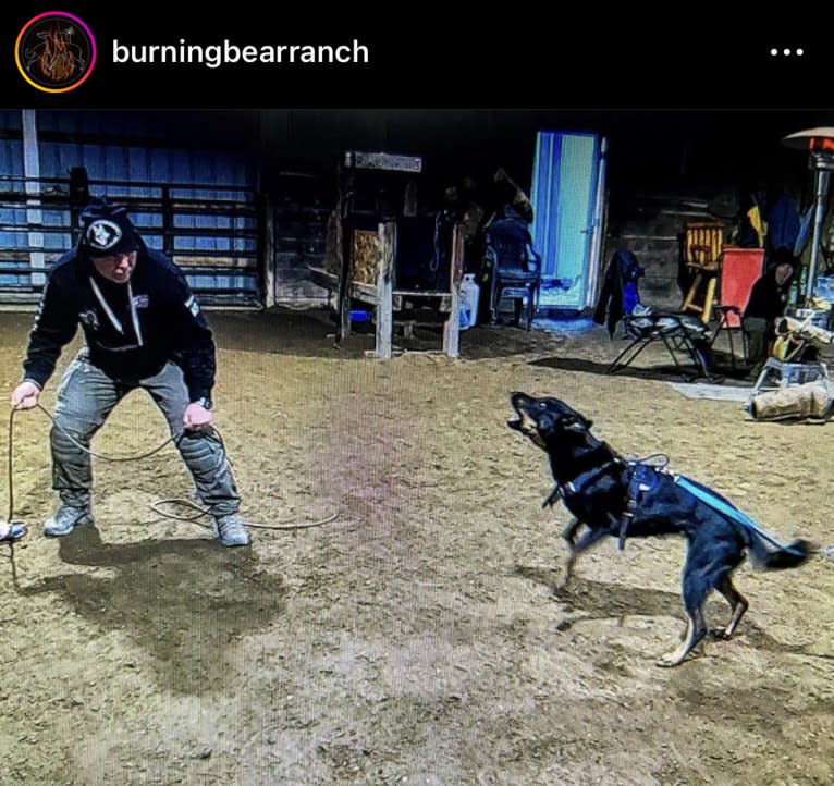 Akuma, a Beauceron tested with EmbarkVet.com