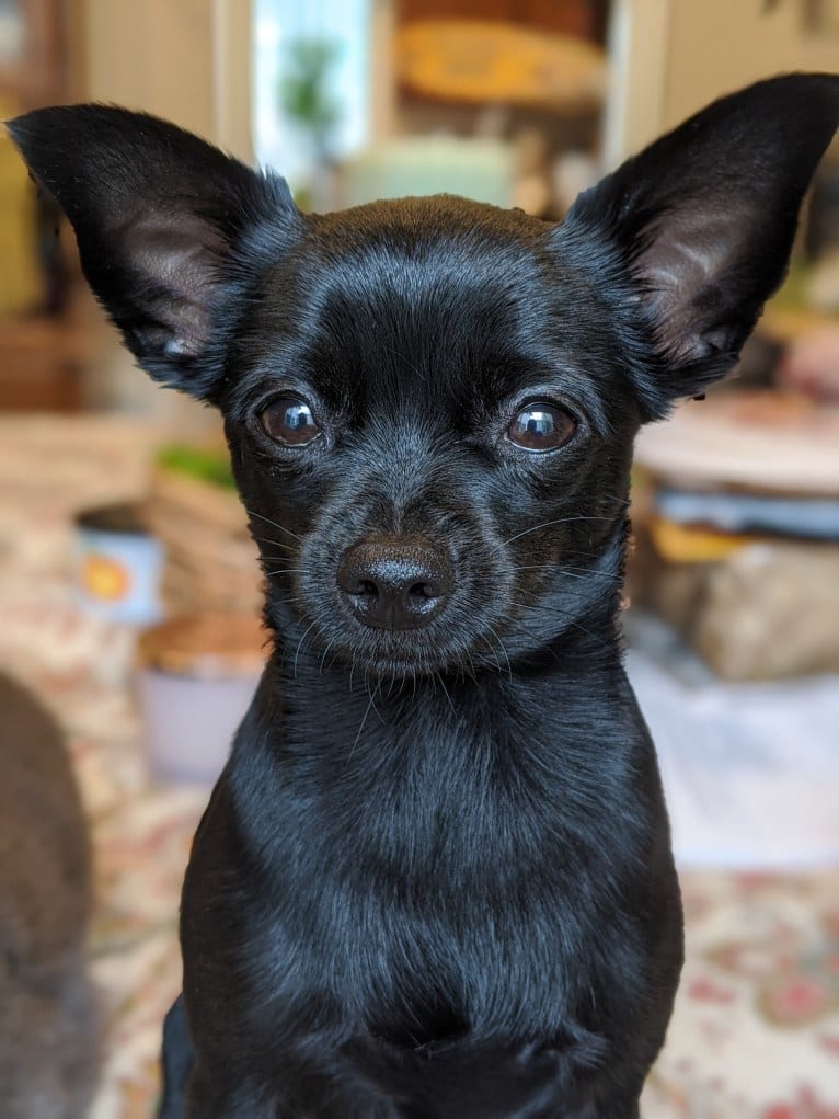 Mia, a Chihuahua and Miniature Pinscher mix tested with EmbarkVet.com