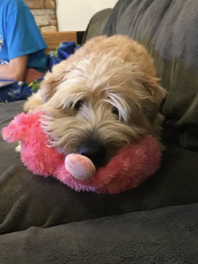 Desmond, a Soft Coated Wheaten Terrier tested with EmbarkVet.com