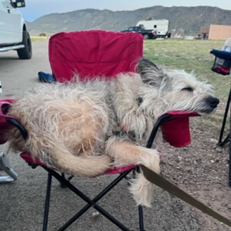 Gimli, a Miniature Schnauzer and Australian Cattle Dog mix tested with EmbarkVet.com