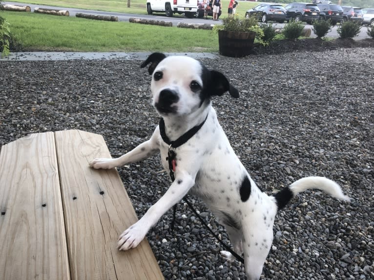 Nemo, a Mountain Cur and Chihuahua mix tested with EmbarkVet.com