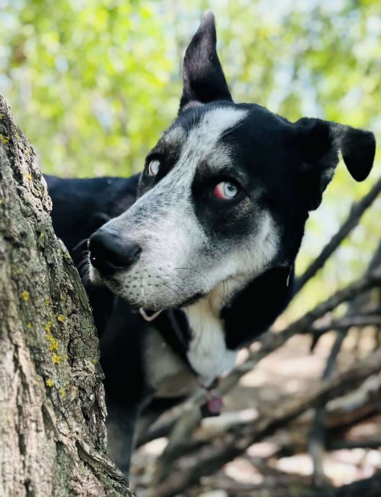 Blue, a Siberian Husky and German Shepherd Dog mix tested with EmbarkVet.com
