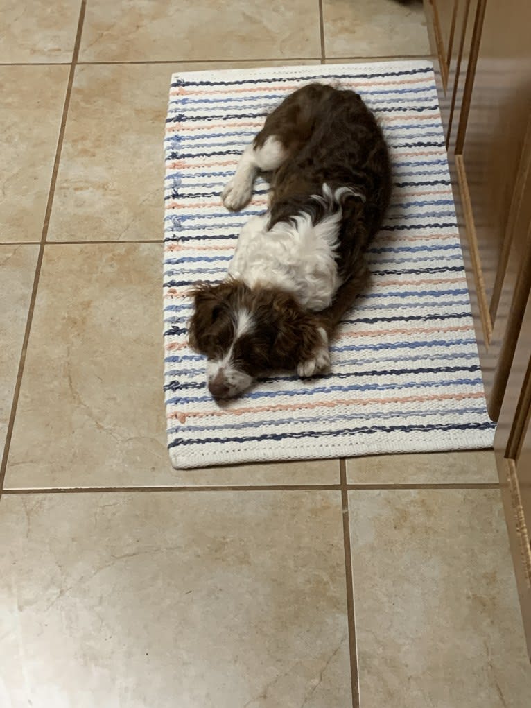 Cooper, a Poodle (Small) and Miniature/MAS-type Australian Shepherd mix tested with EmbarkVet.com