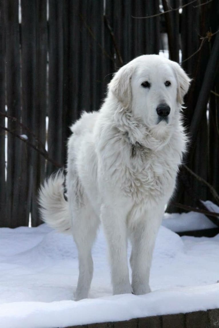 Remmy, a Maremma Sheepdog tested with EmbarkVet.com