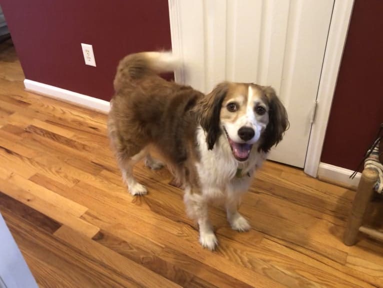 Luna, an English Springer Spaniel and Australian Shepherd mix tested with EmbarkVet.com