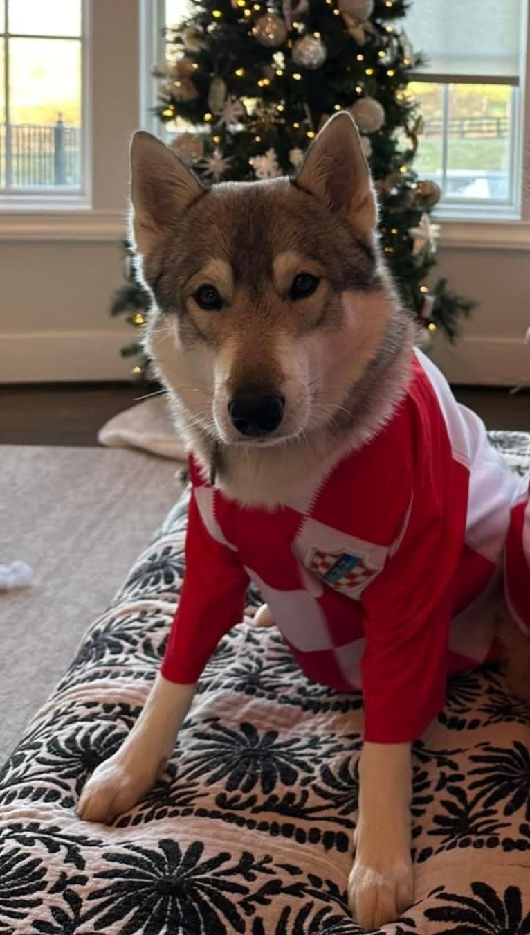 Komet, a Siberian Husky and Belgian Sheepdog mix tested with EmbarkVet.com
