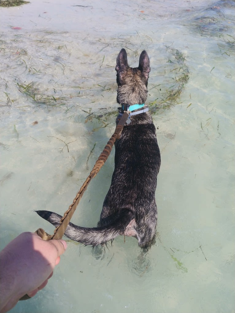 Mako, a Dutch Shepherd tested with EmbarkVet.com