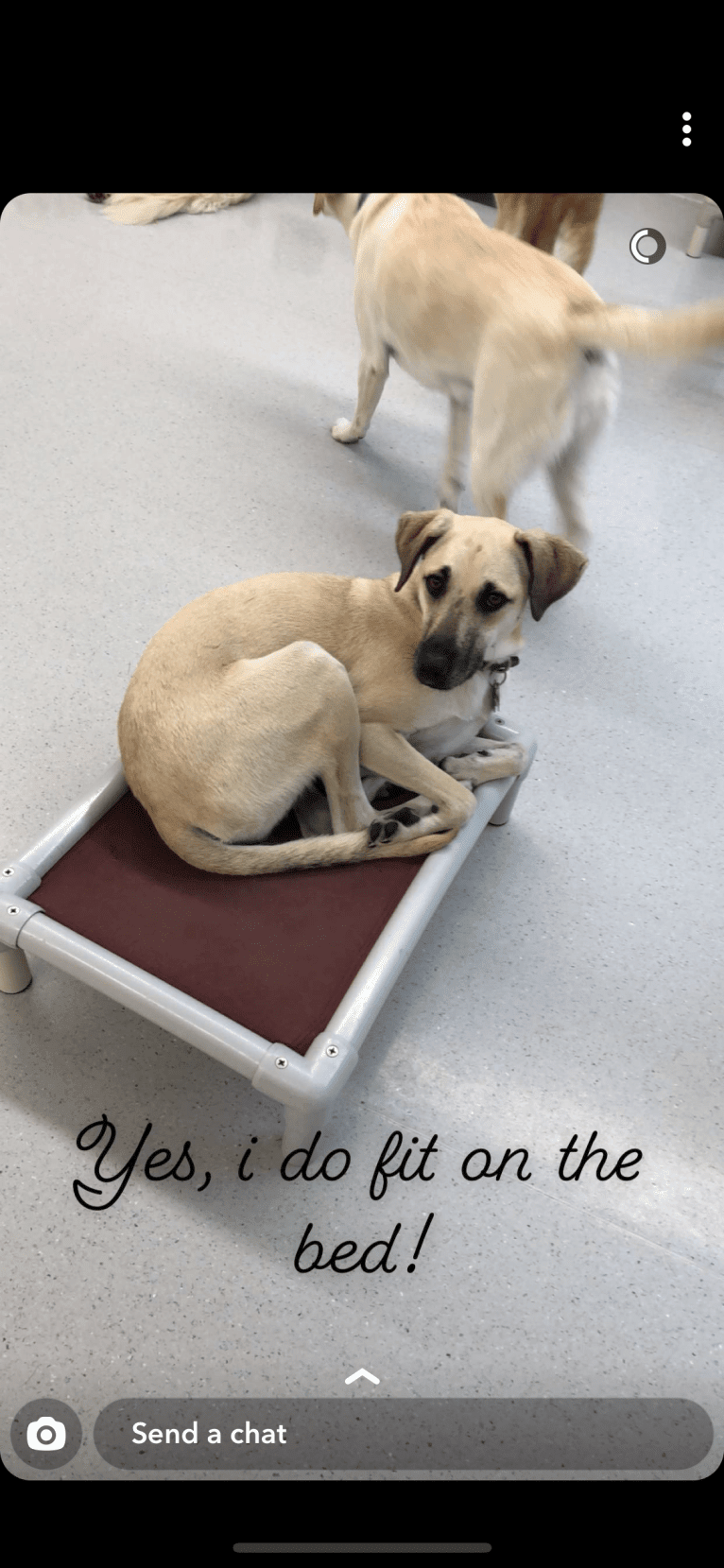 Bernard, a Mountain Cur and Rat Terrier mix tested with EmbarkVet.com