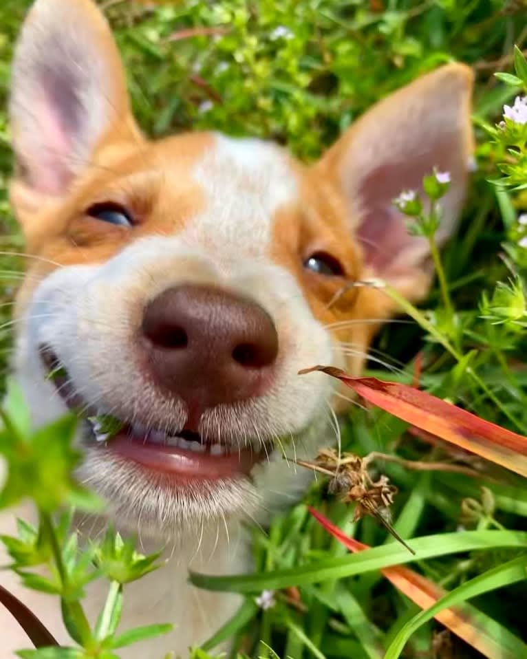 Lou, an Australian Cattle Dog and Australian Shepherd mix tested with EmbarkVet.com