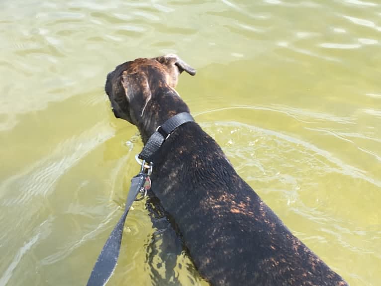 Parker, a Boxer and Chow Chow mix tested with EmbarkVet.com