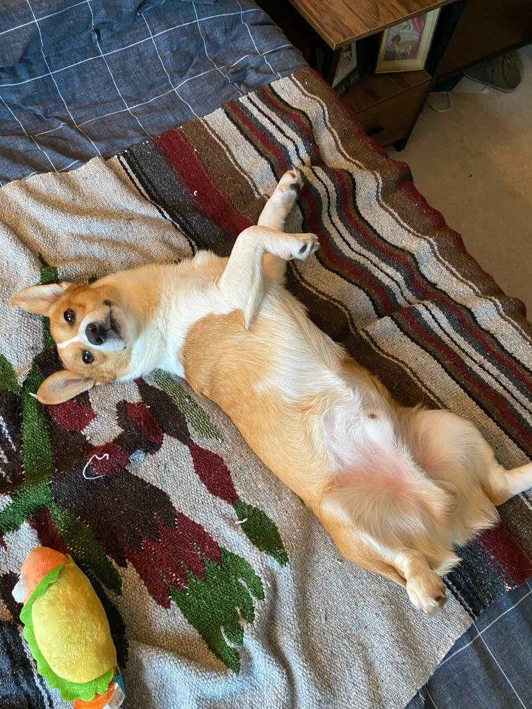 Franklin, a Pembroke Welsh Corgi tested with EmbarkVet.com