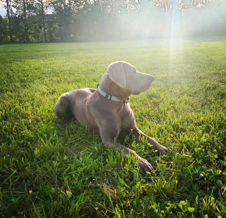 Oban, a Labrador Retriever tested with EmbarkVet.com