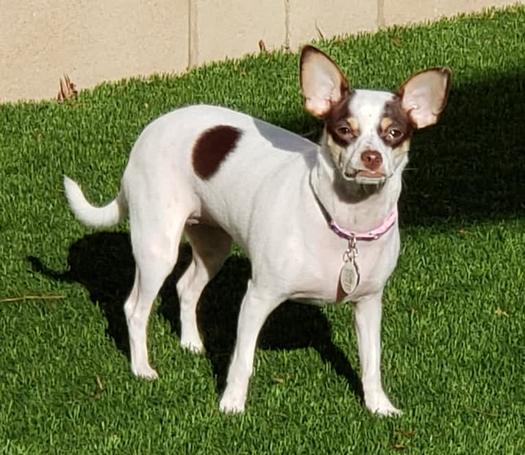 Bindi, a Chihuahua and Miniature Pinscher mix tested with EmbarkVet.com