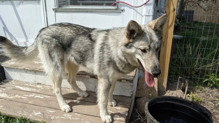 Ciri, a Siberian Husky and Karelian Bear Dog mix tested with EmbarkVet.com